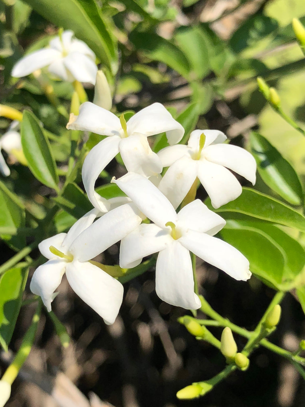 Jasmine