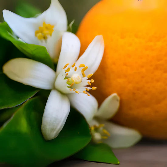 Orange Blossom